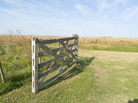  field of corn plantedの写真素材