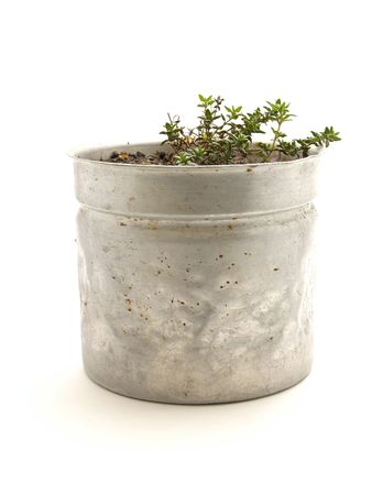 thyme の写真素材