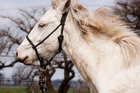 White Horse profileの写真素材