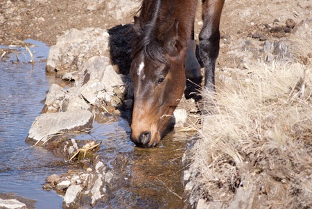 Horse drinking waterの写真素材