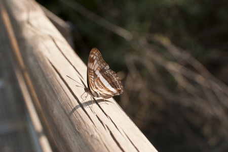 butterflyの写真素材