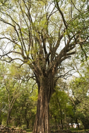 old treeの写真素材