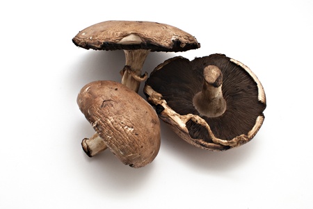 portobello fungiの写真素材