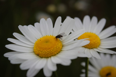 Daisyの写真素材