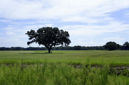 Single Treeの写真素材