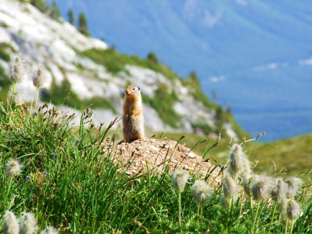 Squirrel Look out in the Rockiesの写真素材