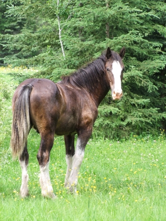Clydesdale in fieldの写真素材
