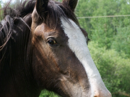 Clydesdale Appealの写真素材