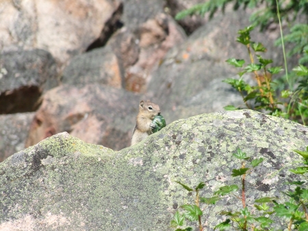 Ground Squirrel eating a pickleの写真素材