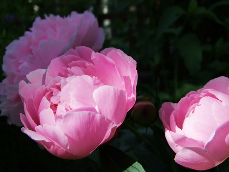Peony in Pinkの写真素材