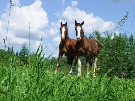 horse in fieldの写真素材