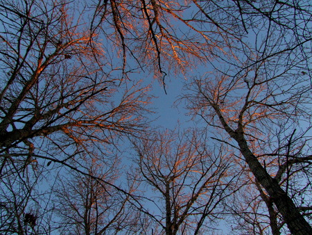 Evening Sunset on Treesの写真素材