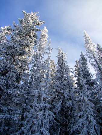 Frozen Forestの写真素材