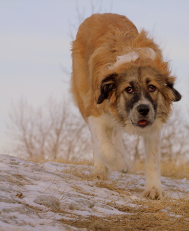 Dog Running on hillの写真素材