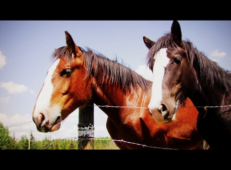 Clydesdale Pair by Fenceの写真素材