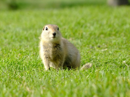 Gopher in Grassの写真素材