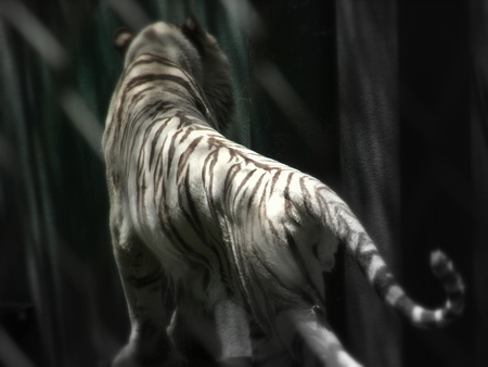 White Back of the Tigerの写真素材