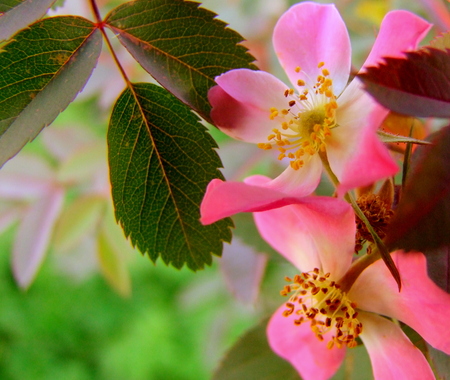 Pink Roseの写真素材