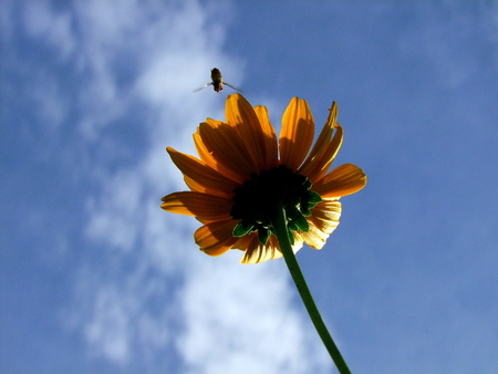 Hover Fly above Daisyの写真素材