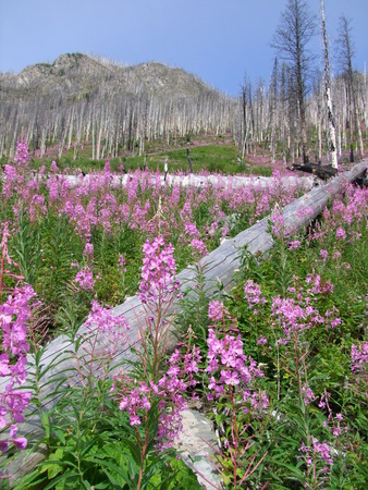 Field of Purple Smoke Weedの写真素材