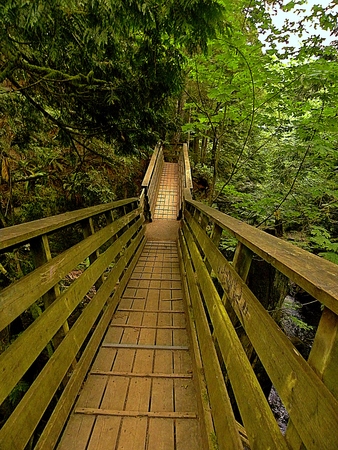 Pathway to the Treesの写真素材