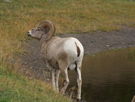 Big Horn Sheepの写真素材