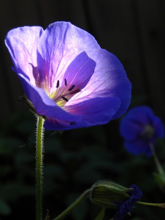 Purple Flower in the Evening Sunの写真素材