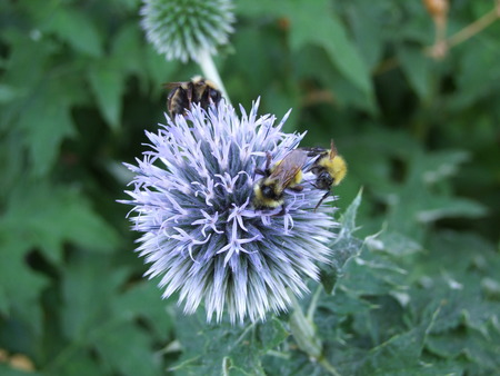 Bumble Bees on Globe Thistle Flowerの写真素材