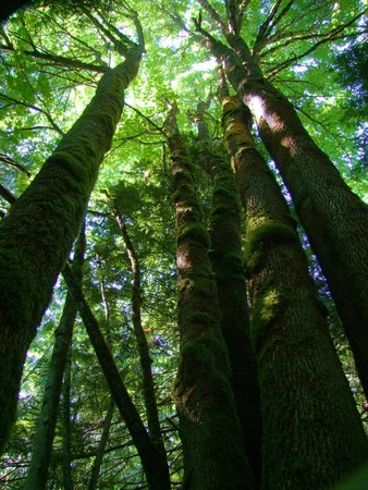 Tall Trees of British Columbiaの写真素材