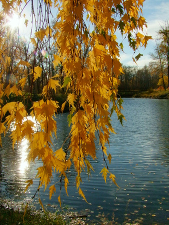 The Gold Colors of Autumnの写真素材