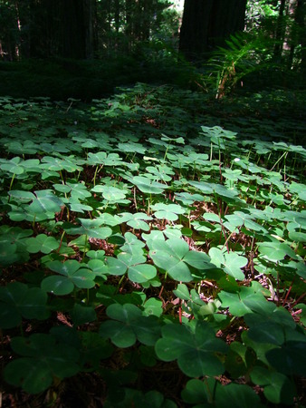 Forest Floor of Cloversの写真素材