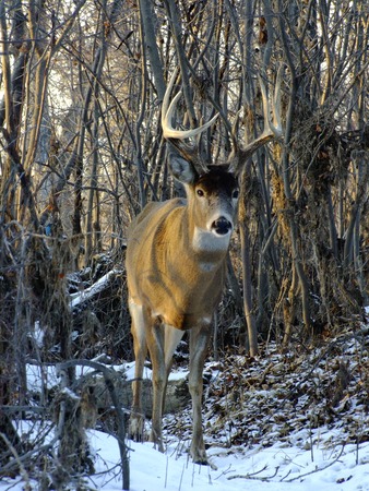 White Tail Deer in Wiinterの写真素材