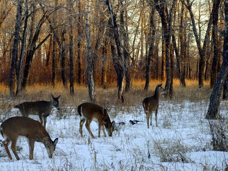 Herd of White Tail Deer in Winterの写真素材