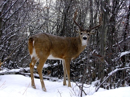 White Tail Buck in Winterの写真素材