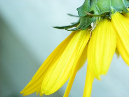 Yellow Daisy with a White Spiderの写真素材