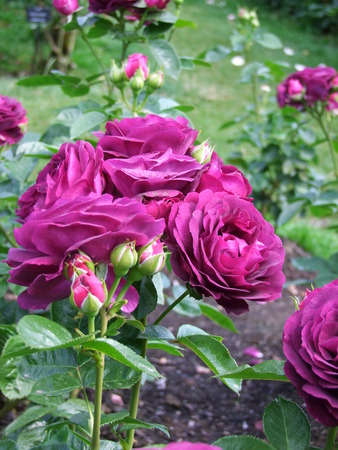 Purple Flowers in the State Parkの写真素材