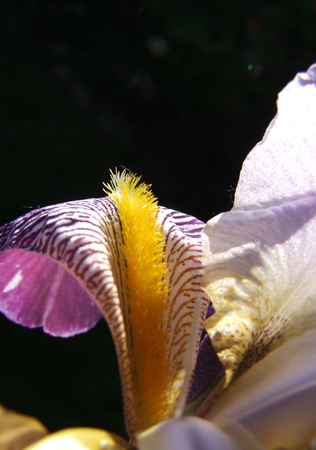 The tongue of a Bearded Irisの写真素材