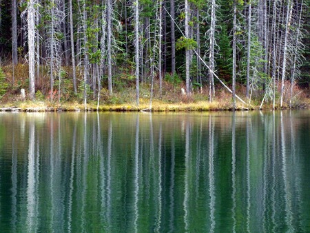 Forest Reflectionの写真素材