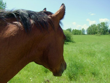 Horse at Farmの写真素材