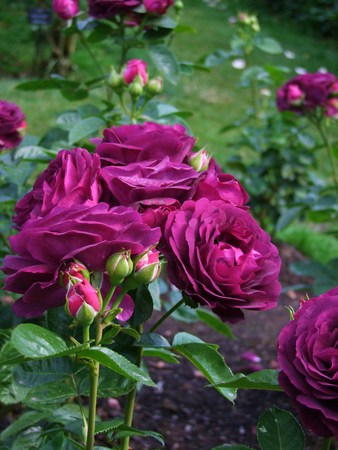 Purple Roses in the Parkの写真素材