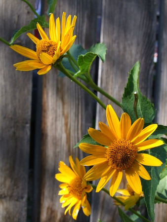 Yellow Daisy against Fenceの写真素材