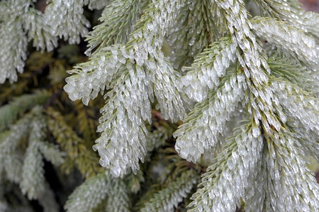 Ice Storm forms cool crystal formations on pine treeの写真素材