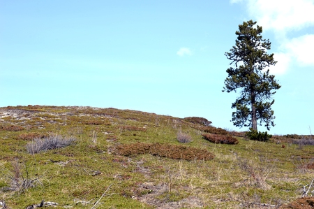 Lonely Tree on Hillの写真素材