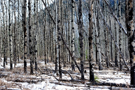 Poplar Treesの写真素材
