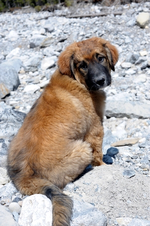 Pyrenees Puppy Cross on Hikeの写真素材
