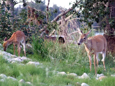 White Tail Deer and Fawnの写真素材