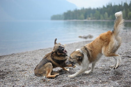 Two dogs play at the beachの写真素材