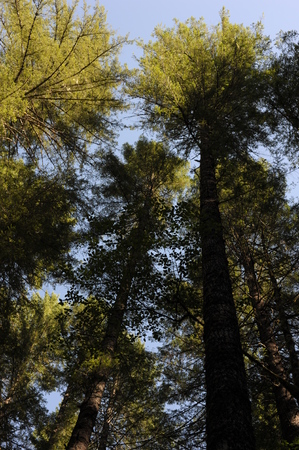 Tall Trees near Mount Rainerの写真素材