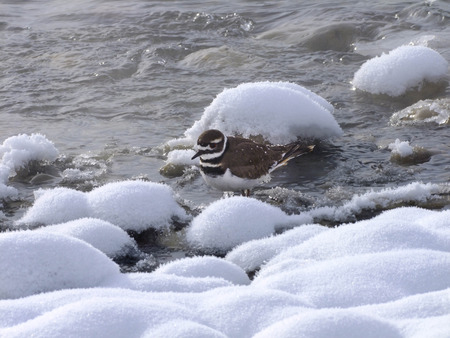 Kill Deer wonders up and down the river bank looking for food in the winterの写真素材