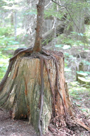 Small seedling tree hangs onto stump for supportの写真素材